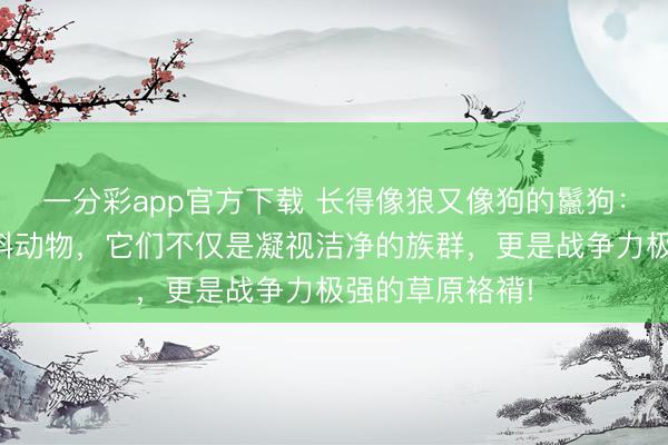 一分彩app官方下載 長(zhǎng)得像狼又像狗的鬣狗：其實(shí)它并非犬科動(dòng)物，它們不僅是凝視潔凈的族群，更是戰(zhàn)爭(zhēng)力極強(qiáng)的草原袼褙!