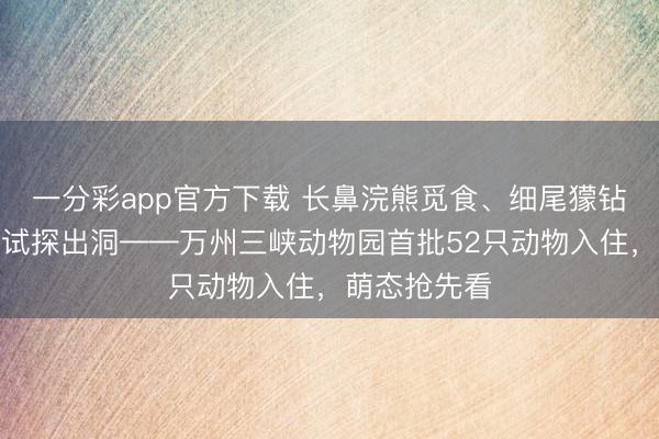 一分彩app官方下載 長鼻浣熊覓食、細尾獴鉆洞、土撥鼠試探出洞——萬州三峽動物園首批52只動物入住，萌態搶先看
